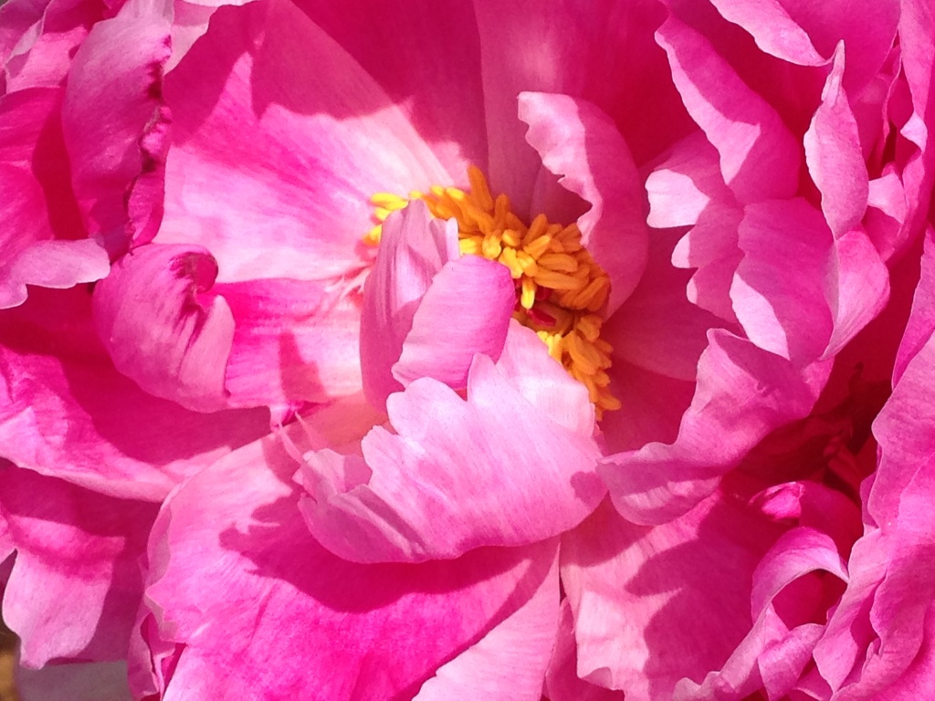 Pheonienblüte in pink